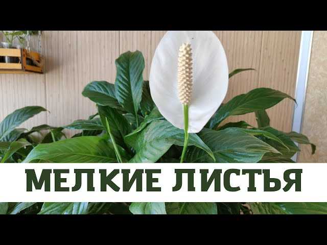 Что делать если у женского счастья мелкие листья?