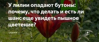 Что делать, когда лилия начинает терять лепестки? Помощь и советы