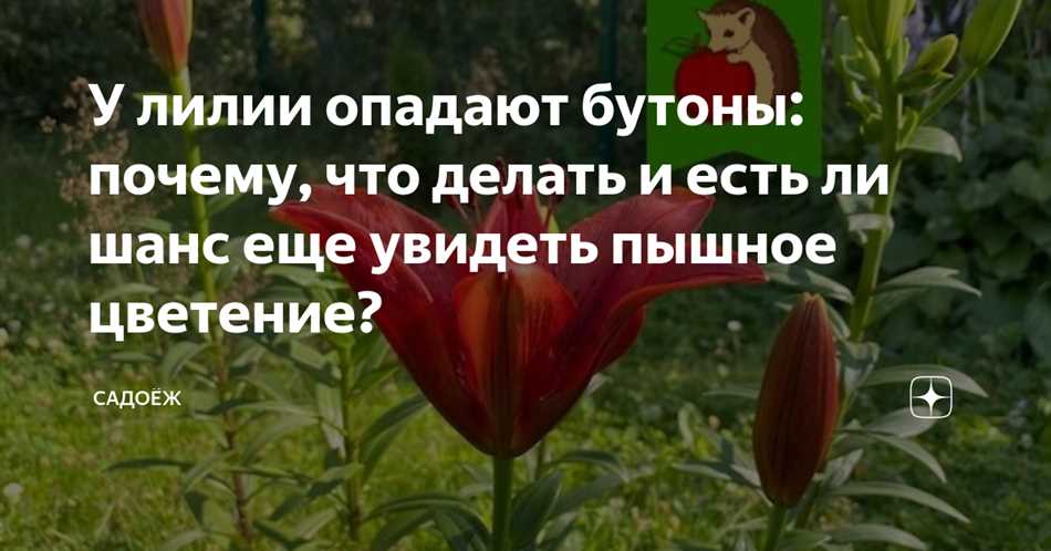 Что делать когда опадают лепестки у лилии?