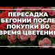 Что делать после покупки бегонии: полезные советы