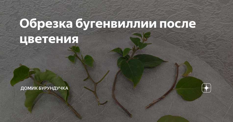 Что делать после цветения бугенвиллии?