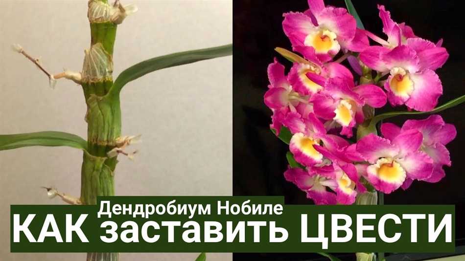 Что делать с дендробиумом после цветения?