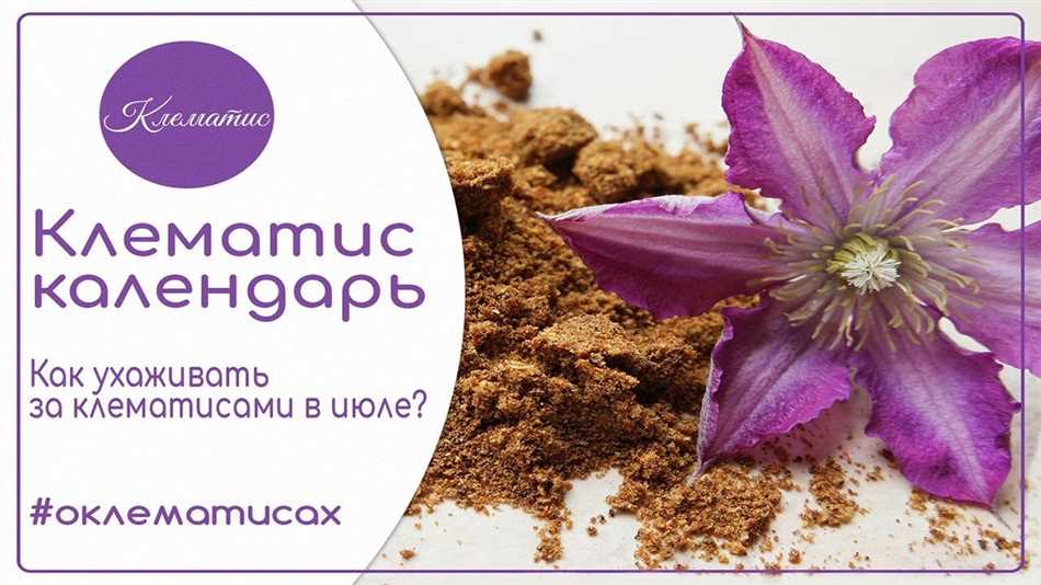 Что делать с клематисом в июле?