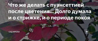 Что делать с пуансетией после цветения? Советы по уходу за растением