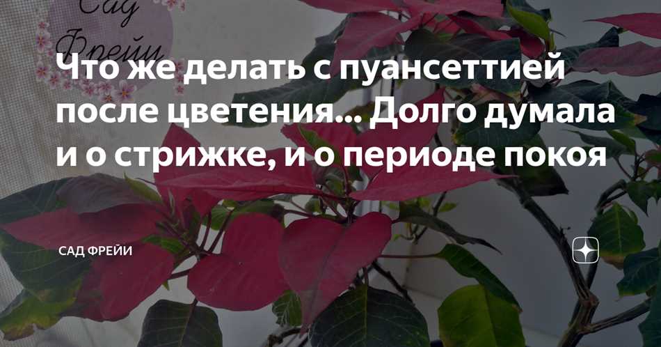 Что делать с пуансетией после цветения?