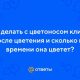 Как ухаживать за цветоносом кливии после цветения