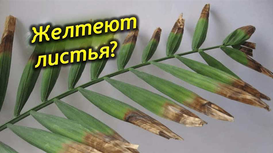 Почему сохнут кончики листьев у пальмы?