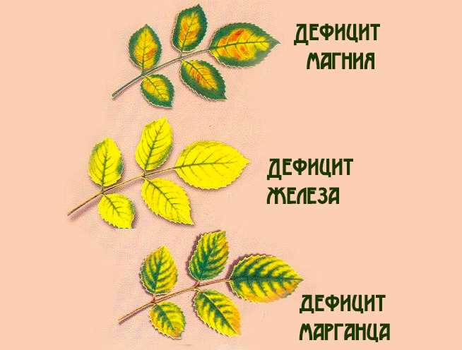 Как корректно ухаживать за розой