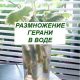 Какие вещества добавить в воду, чтобы черенок герани стал корневым?