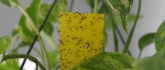 Методы эффективной борьбы с мошками в цветочных горшках