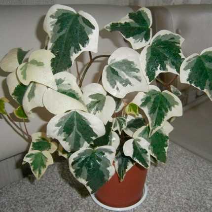 1. Плющ обыкновенный (Hedera helix)