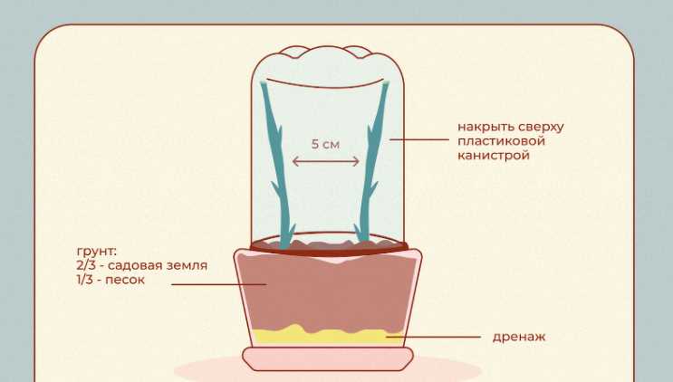 Раздел 1: Ролевая функция воды в процессе приживления черенков