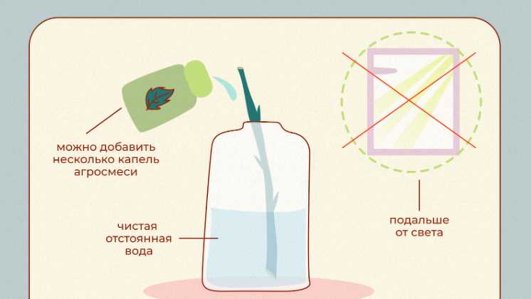 Что можно добавить в воду к черенкам чтоб быстрей дали корни а то веточки растут без корней?