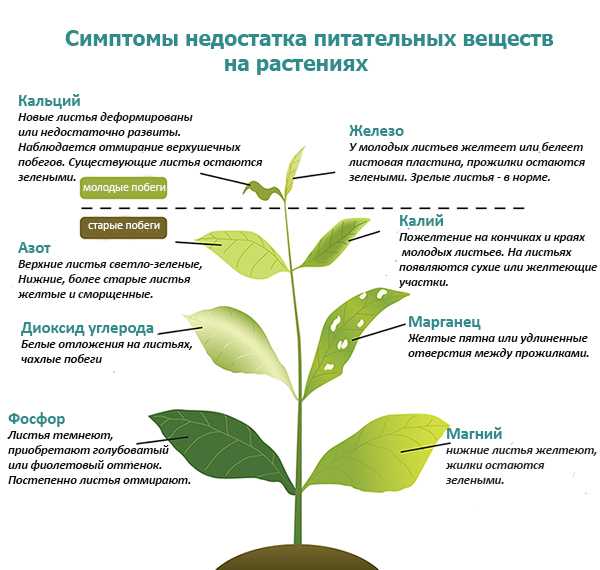 6. Удаление пожелтевших листьев