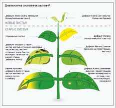 Плохое питание растения