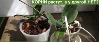 Что нужно делать если у покупной орхидеи мало корней?