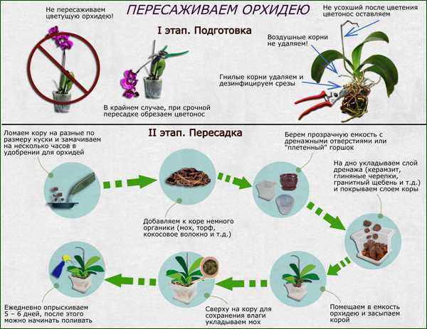 Что делать, если у покупной орхидеи мало корней?