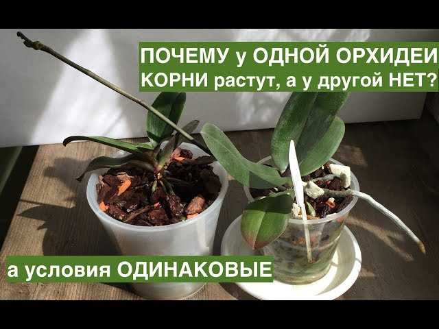 Что нужно делать если у покупной орхидеи мало корней?
