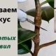 Как сделать, чтобы фикус кустился: полезные советы и рекомендации