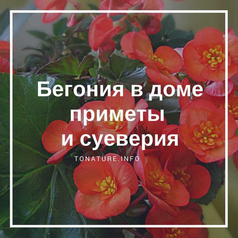 Бегония как символ удачи