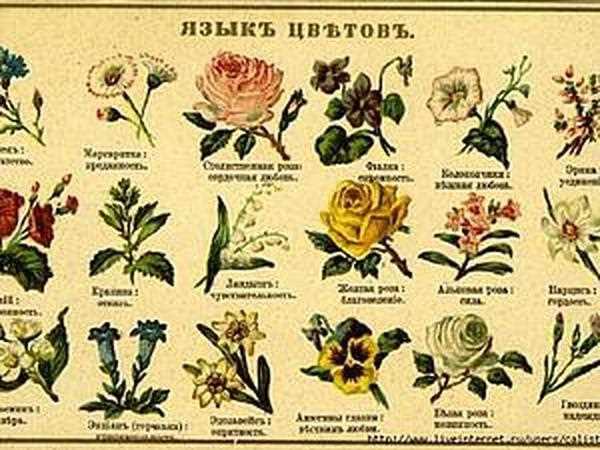Значение магнолии в цветовом языке