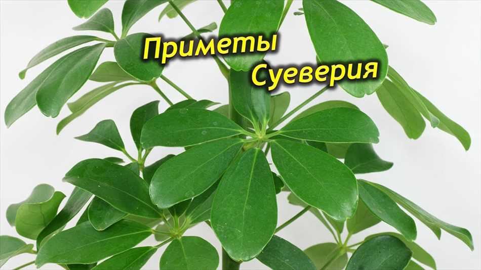 Что означает шеффлера в доме?