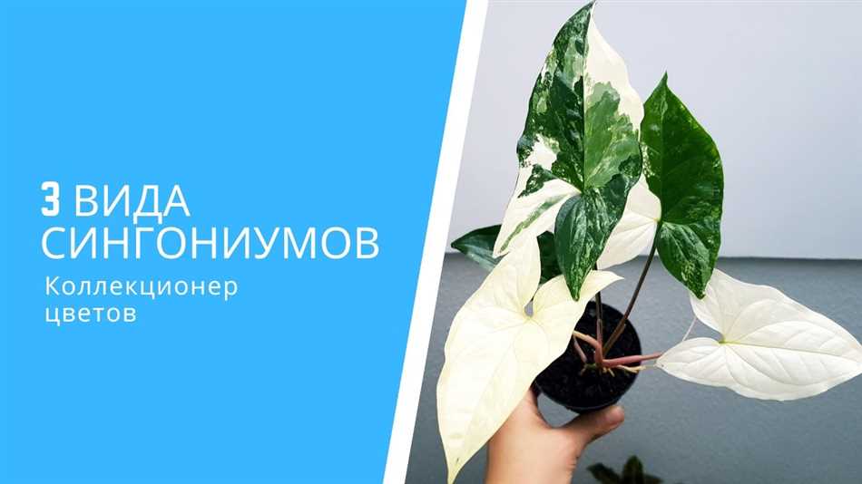 Расположение сингониума в доме