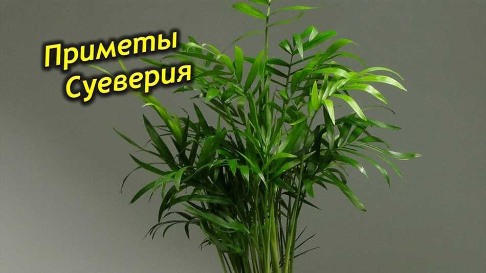 Что означает сингониум в доме приметы?