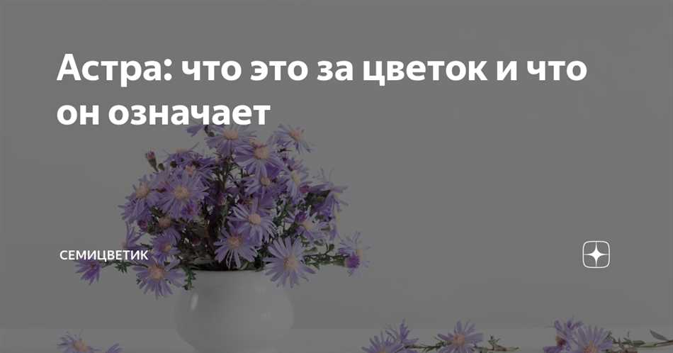 Что означает цветок астра?