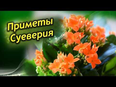 Белые и светло-розовые оттенки