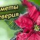 Что приносит пуансеттия в дом? Откройте для себя пользу и красоту этого растения