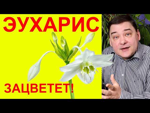 Зависит ли цветение эухариса от условий содержания?