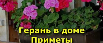 Что символизирует герань цветок? | Значение и символика герани