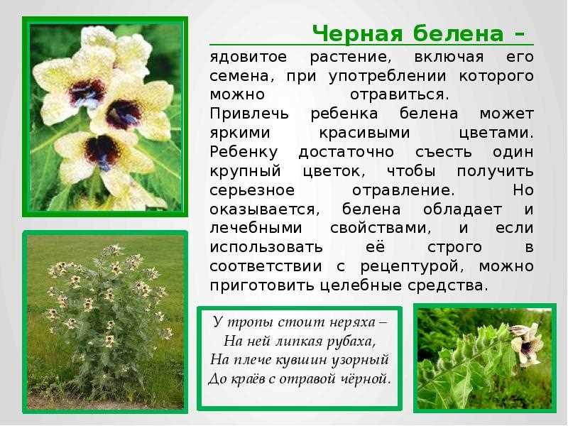Важность опознавания опасных растений