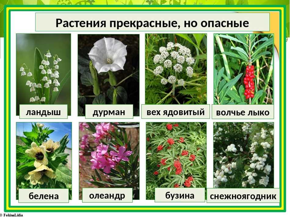 Опасность отравления дикими растениями