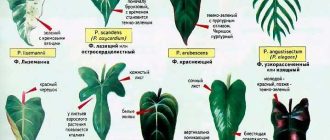 Филодендрон: описание и характеристики растения