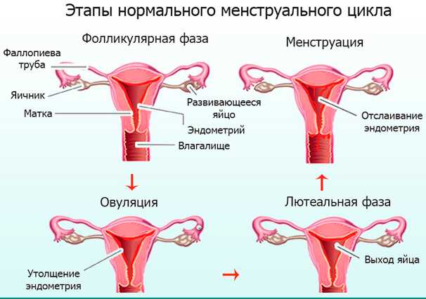 Основные симптомы регул