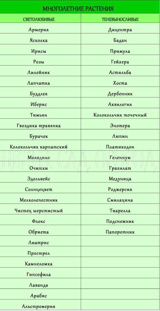 Роль света в росте и развитии растений