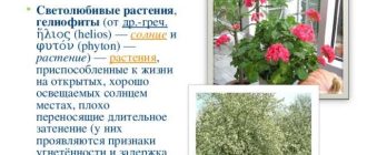 Что такое светолюбивые растения?