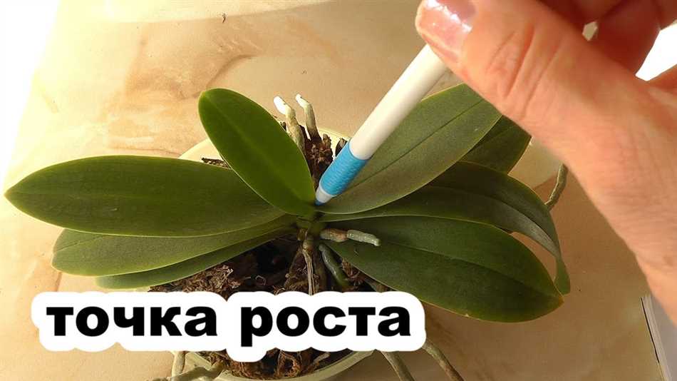 Точка роста у орхидеи