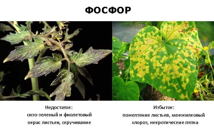 Что вызывает недостаток азота у растений?