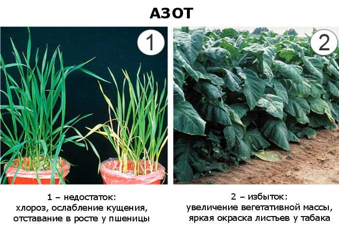 Причины недостатка азота