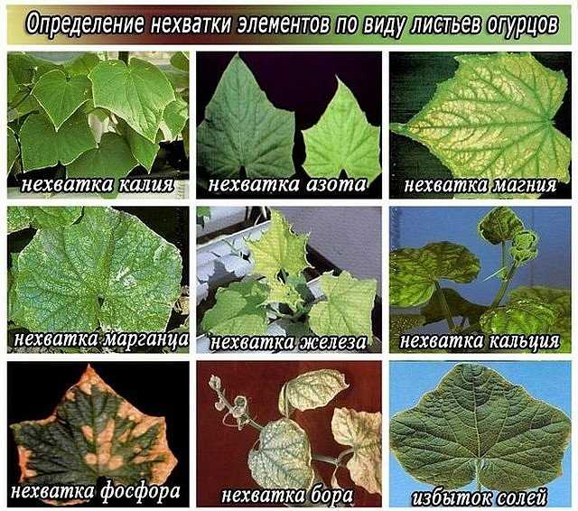 Симптомы недостатка азота у растений