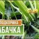 Корневая подкормка: преимущества и правила применения