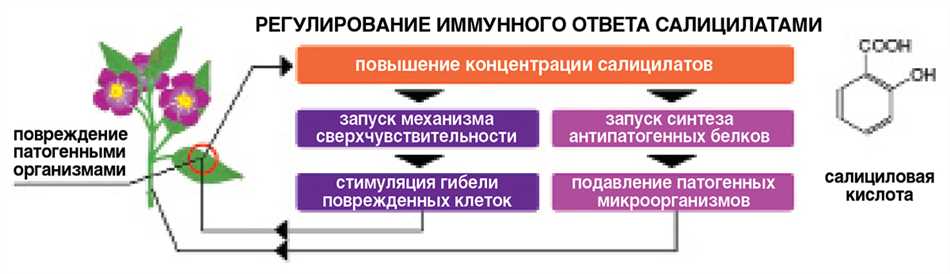 Противоросли и сорняки: применение салициловой кислоты в огороде