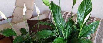 Где лучше летом спатифиллум на даче или в квартире?