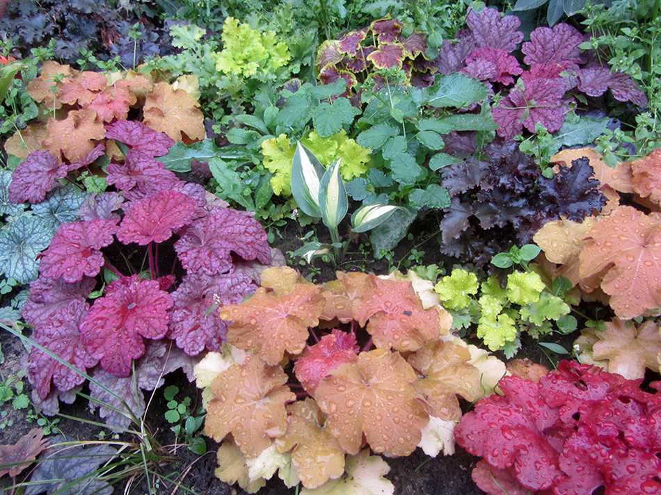 1. Гейхера красная (Heuchera sanguinea)