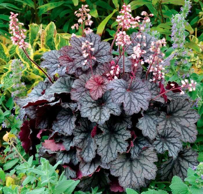 3. Гейхера зеленая (Heuchera micrantha)