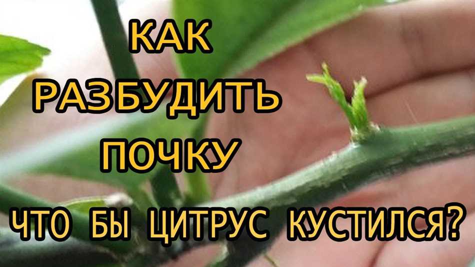 Где взять азот для растений в домашних условиях?