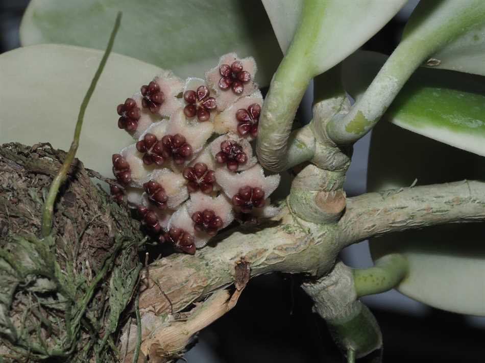 2. Хойя карнасская (Hoya carnosa)